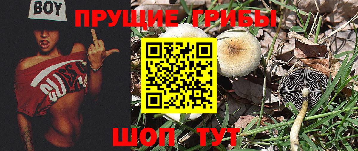 Саров  Галлюциногенные грибы Psilocybine cubensis  Вход с VPN  Псилоцибиновые грибы прущие грибы 
